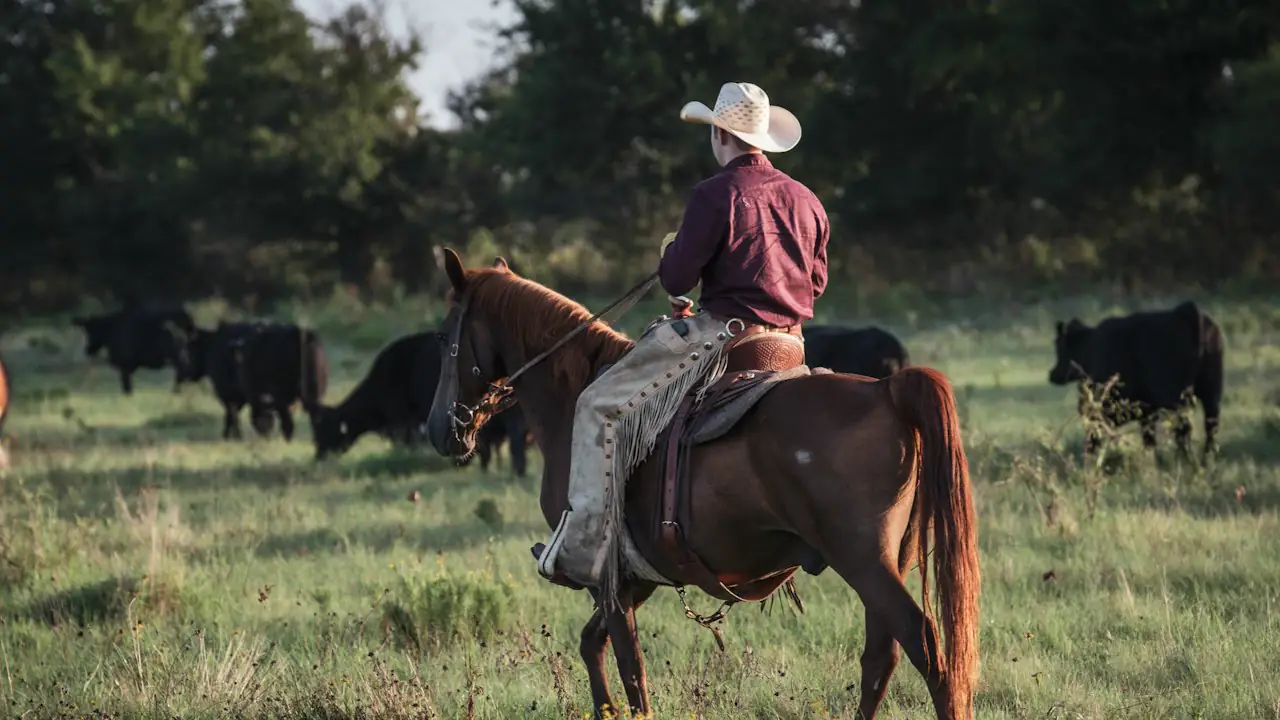 A rancher on horseback moving black cattle across an Alberta pasture