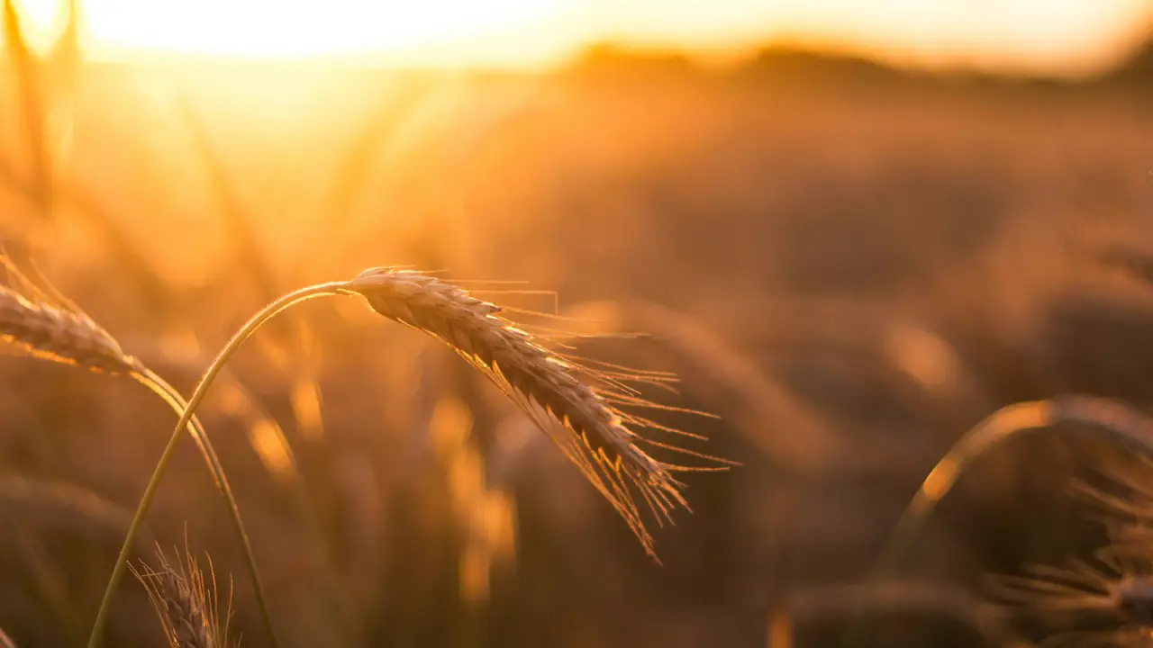 Ripe wheat heads glowing in a field at sunset