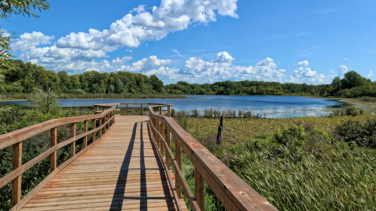 A wooden boardwalk crossing a wetland in London, Ontario