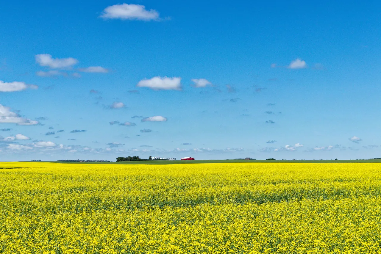 Bright yellow canola field stretching to a distant farmstead under a wide blue prairie sky