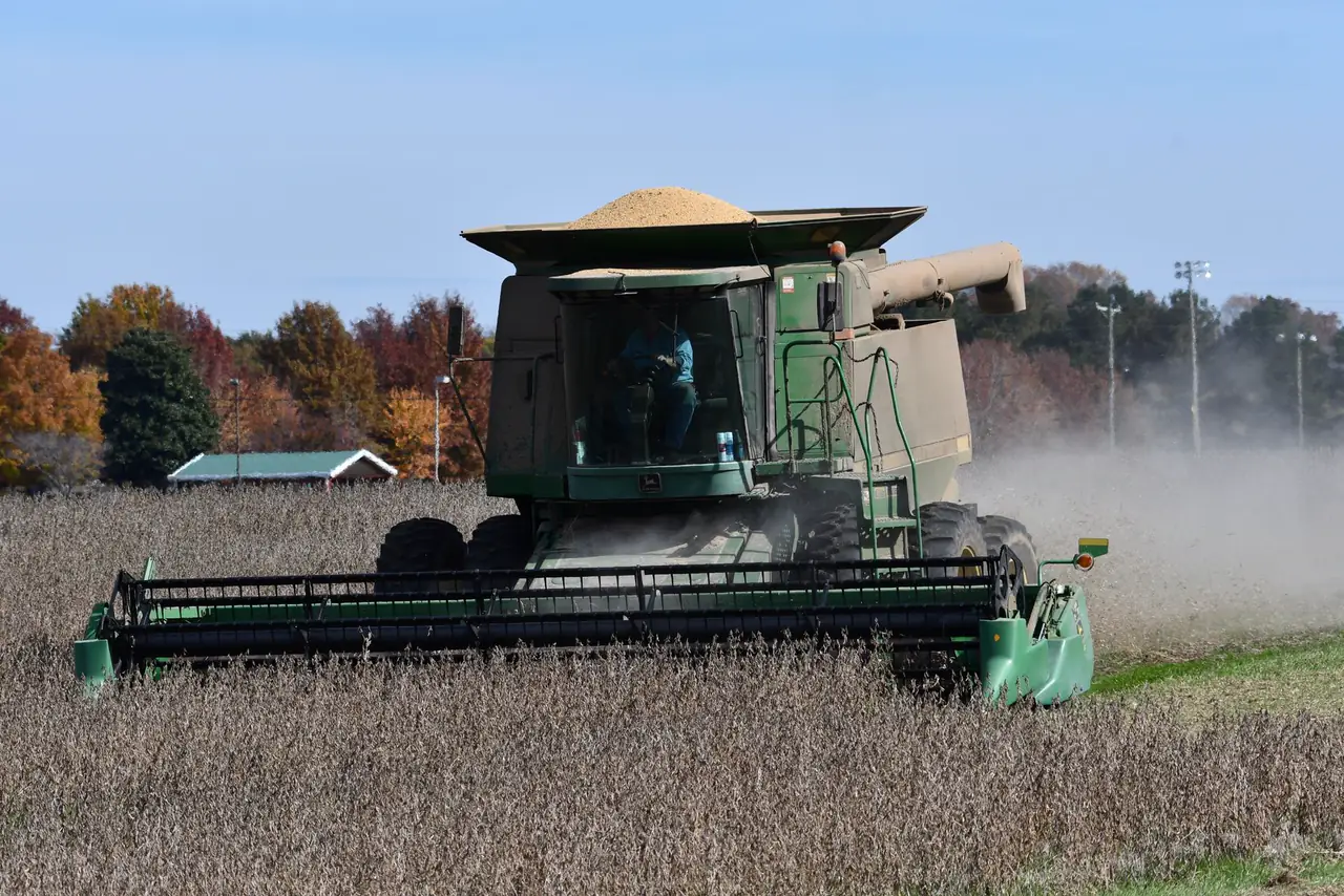 Green combine harvester works through a soybean field on an autumn day