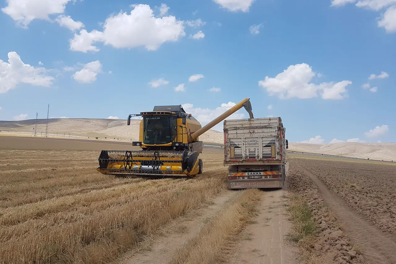 Combine harvester unloads grain into a waiting truck in a farm field