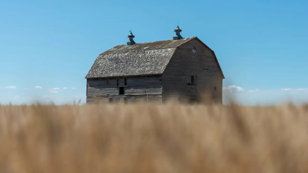 A weathered wooden barn standing in a golden wheat field under a blue sky