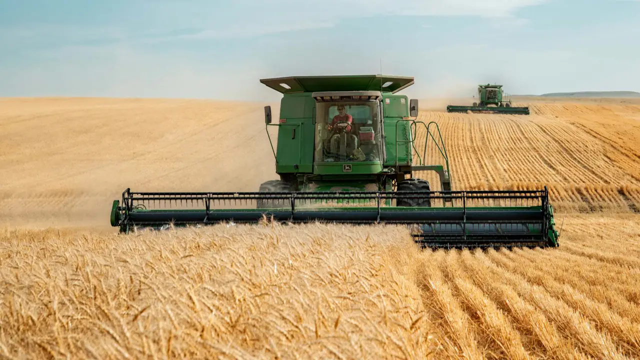 A combine harvesting a golden wheat field on a clear afternoon