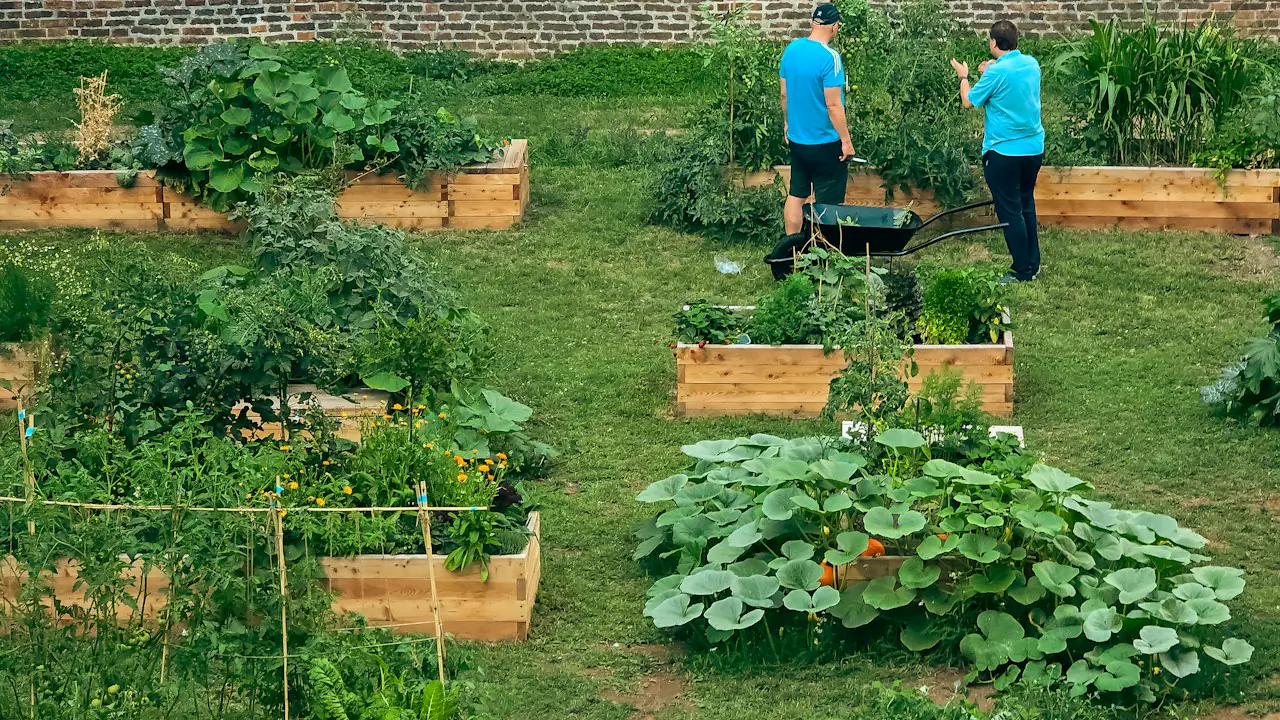 Two volunteers tending raised beds in a green community garden
