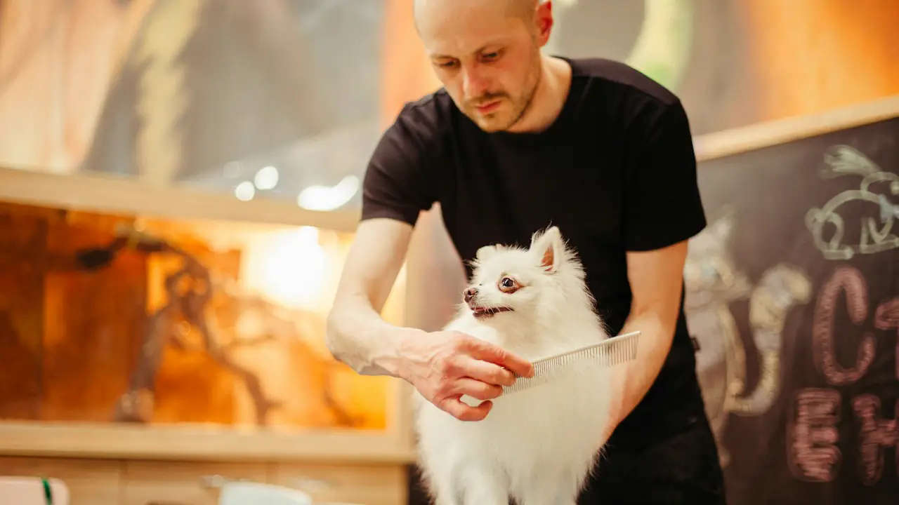 A groomer combing a small white dog on a table in a bright shop