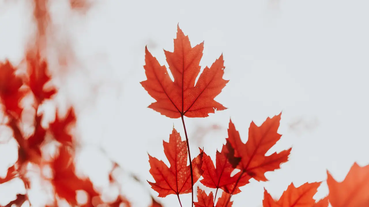 Bright red maple leaves against a pale autumn sky